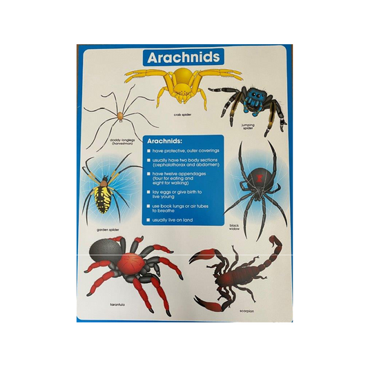 Poster Arachnids