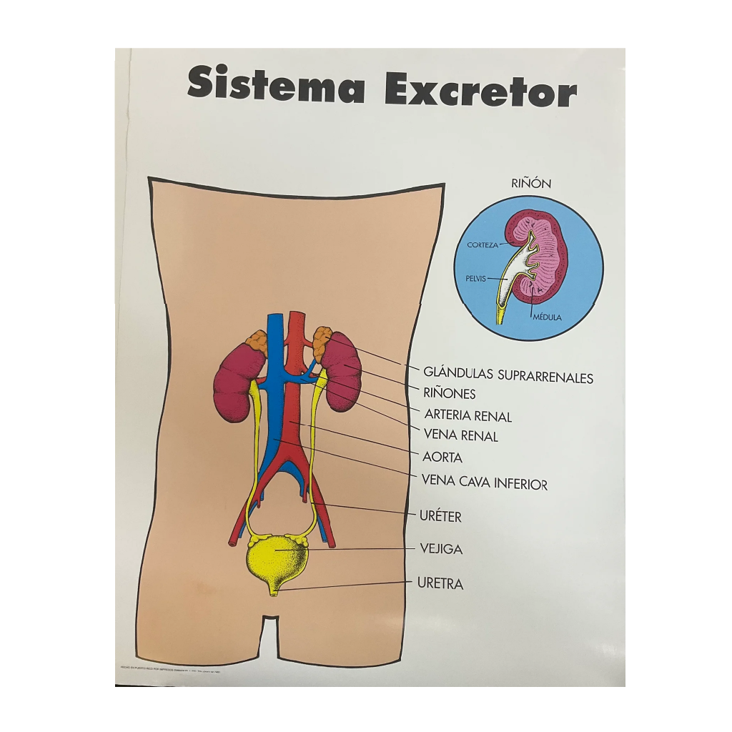 Poster Sistema Excretor