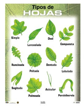 Poster Tipos de Hojas