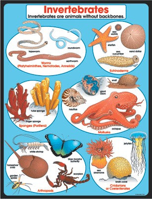 Poster Invertebrates