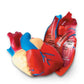 Cross-Section Human Heart Model