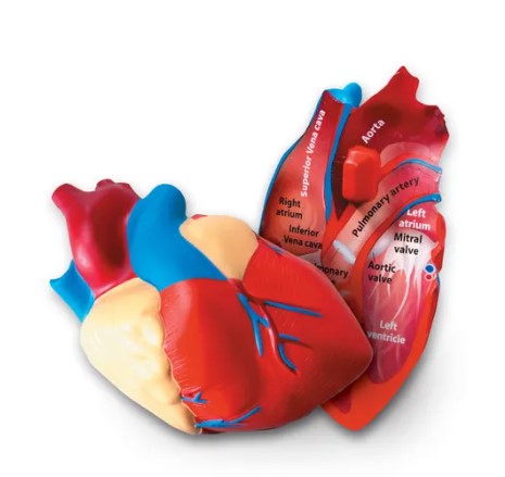 Cross-Section Human Heart Model