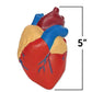 Cross-Section Human Heart Model