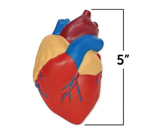 Cross-Section Human Heart Model