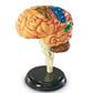 Anatomy Model - Brain