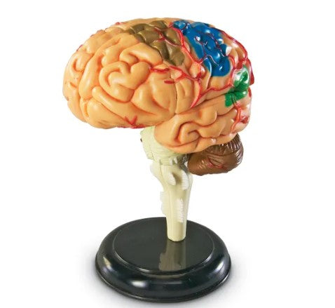 Anatomy Model - Brain