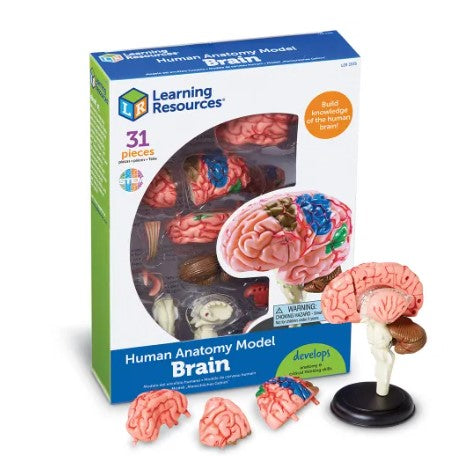 Anatomy Model - Brain