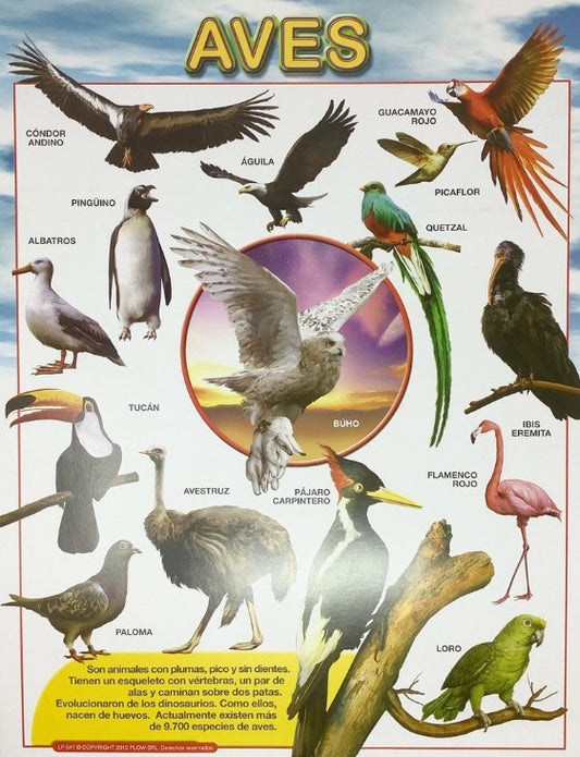 Poster Aves