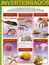 Poster Invertebrados