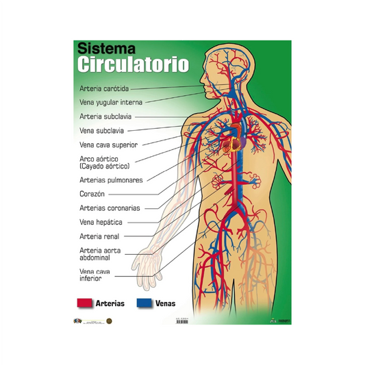 Cartel Sistema Circulatorio 12" x 18"